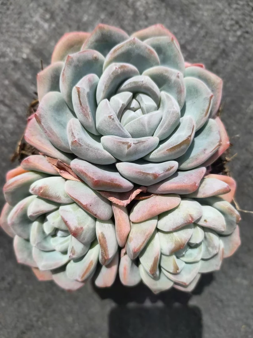 三头冰玉多肉【满19包邮】