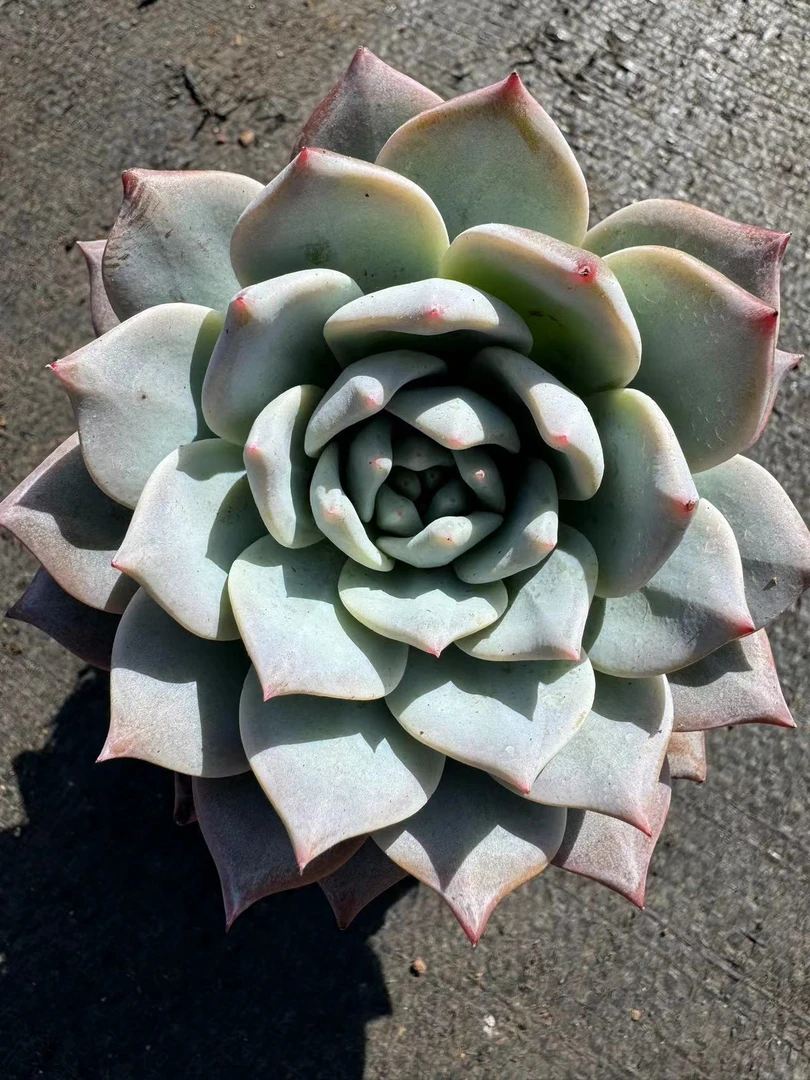 单头粉蓝鸟多肉【满19包邮】