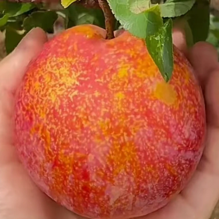 大红袍 李子 【  5斤】肉厚汁水多