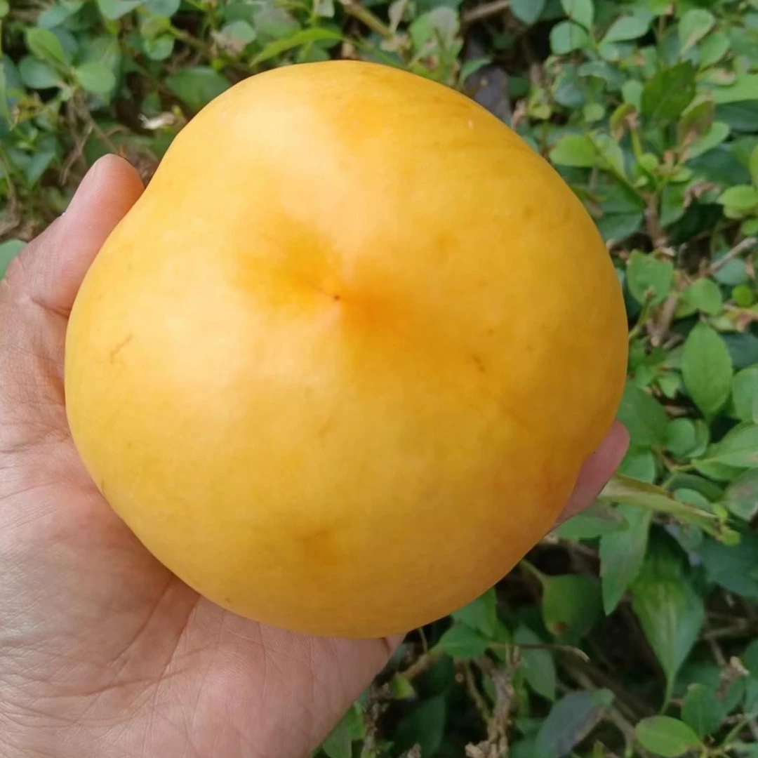 油8桃子   无毛 脆软两吃  顺丰发货