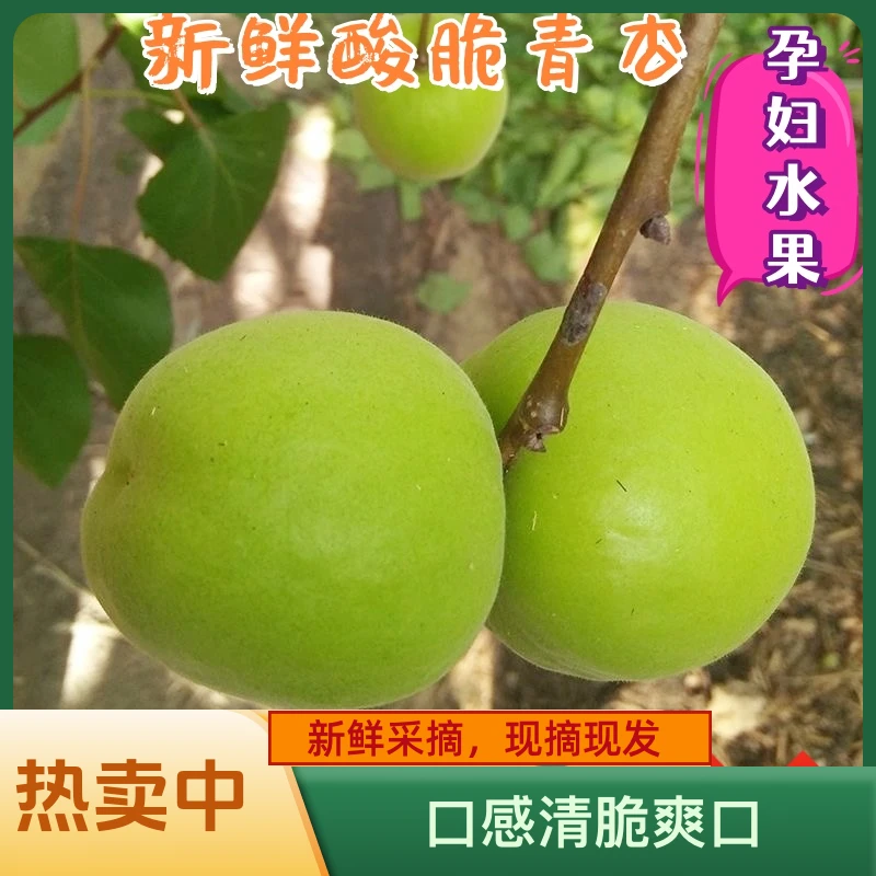 生吃酸大青杏清脆爽口新鲜发货时令水果酸脆杏子