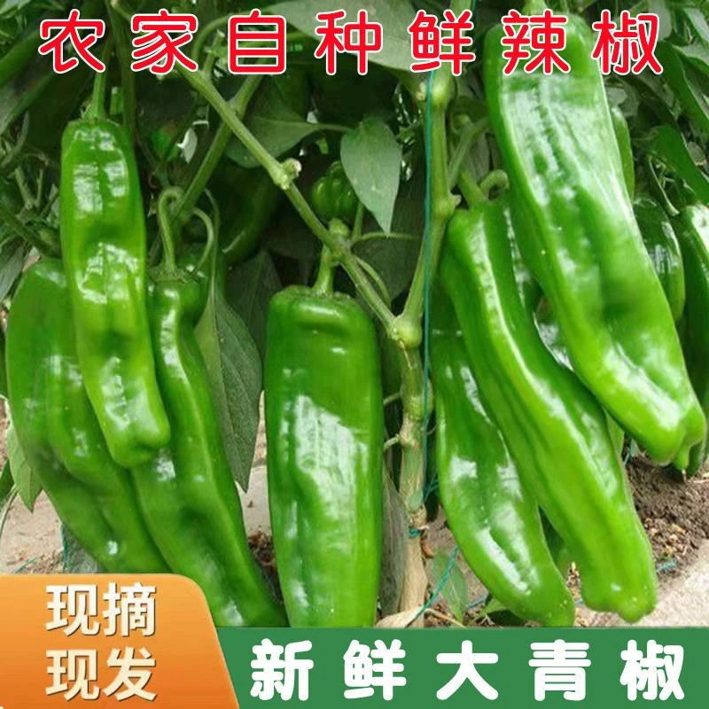 河南青椒现摘尖椒现发新鲜虎皮蔬菜农家自种微辣辣椒河南牛角批发
