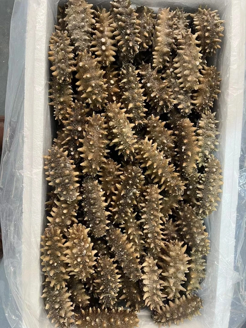 【单抽】半野生鲜食海参
