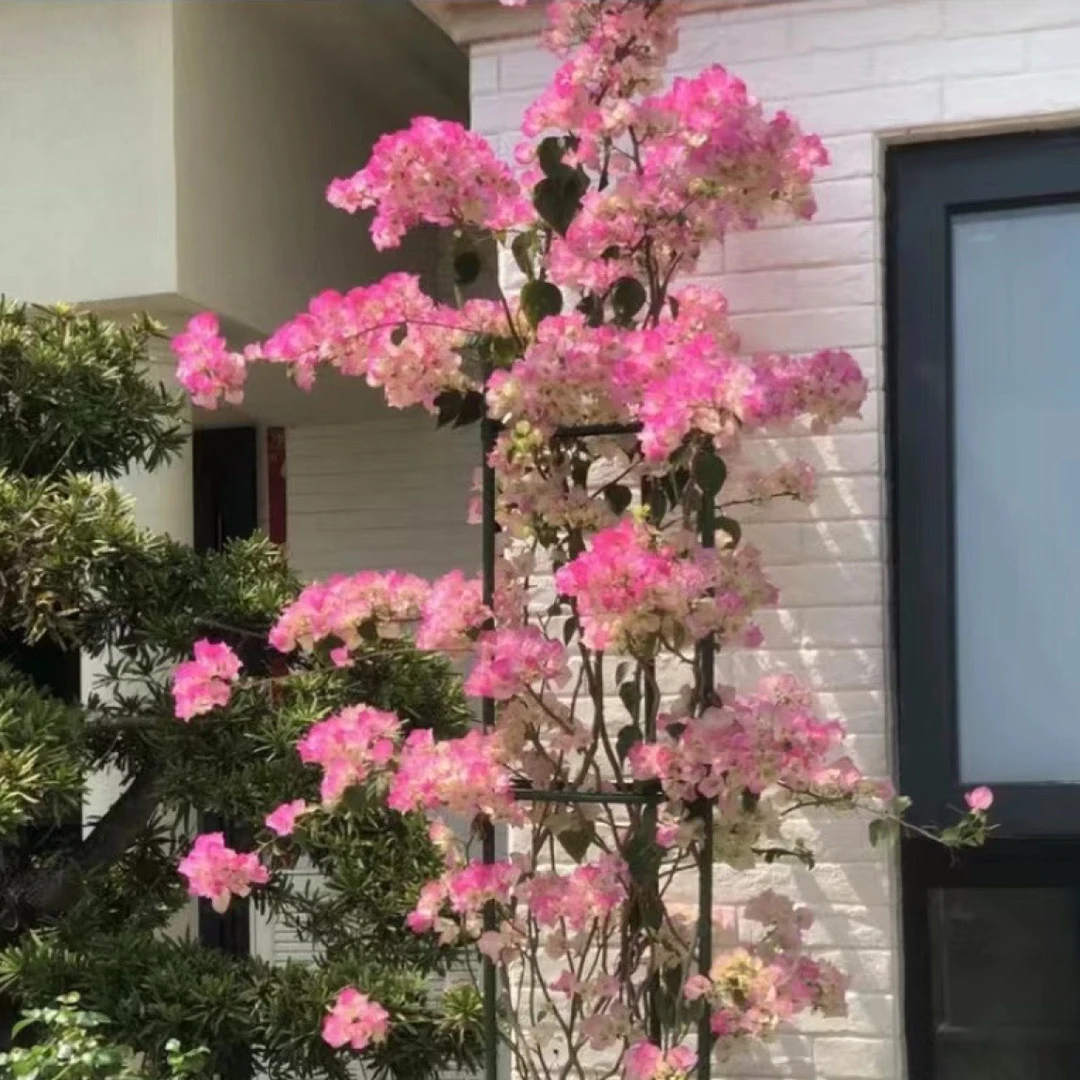 三角梅 一物一拍