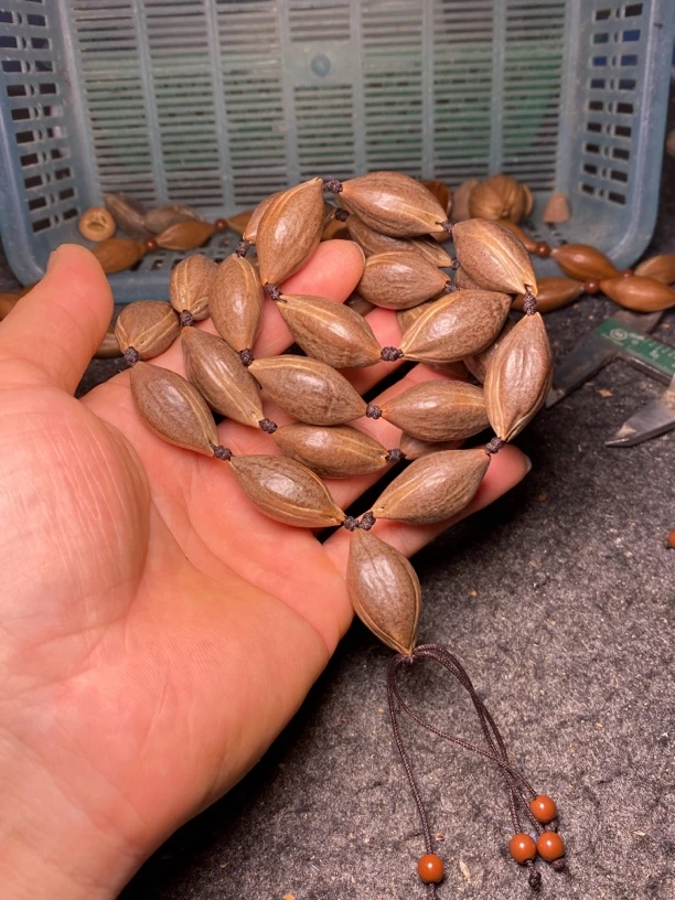 橄榄核紫肉脖挂铁核长串