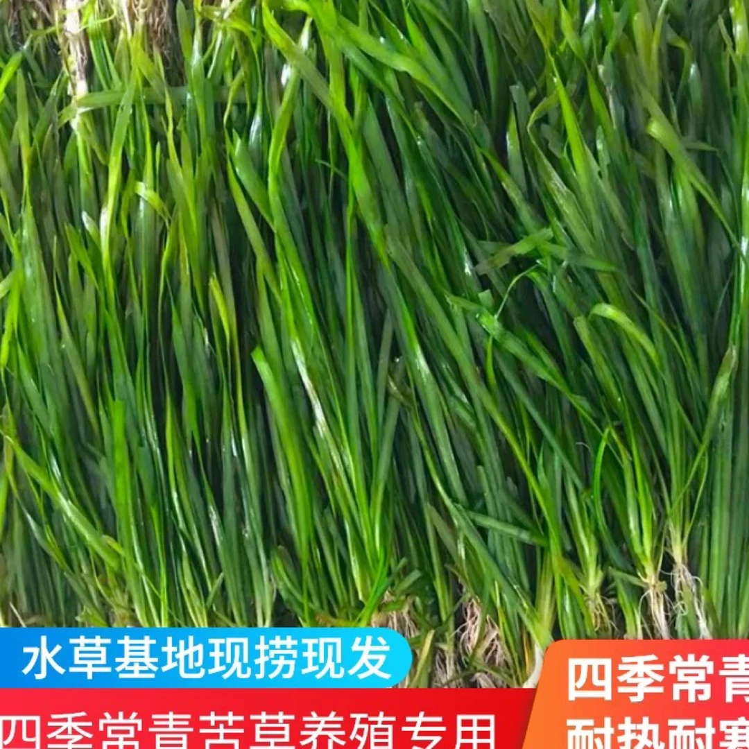 苦草鱼缸水草扁担草淡水水草四季苦草水草带根水草四季青短叶苦草