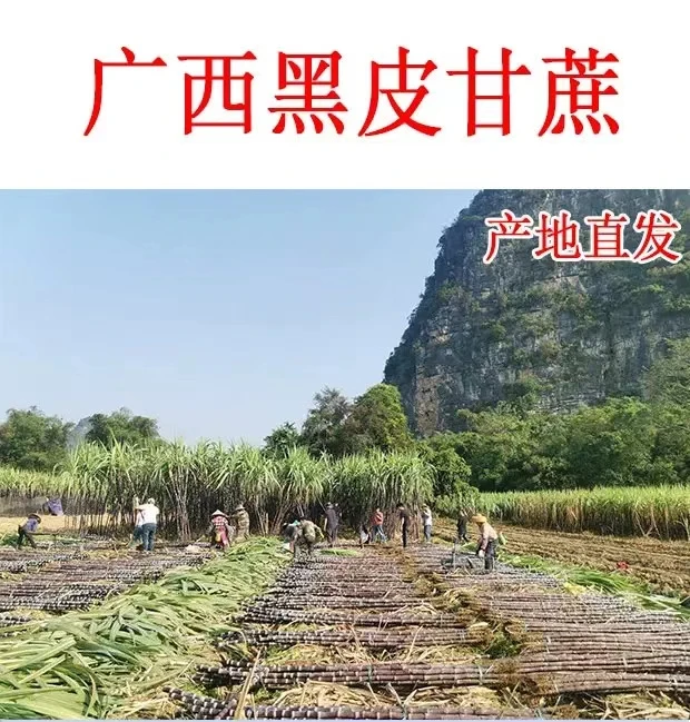 【晖霖专属】广西农家手撕黑皮水果甘蔗新鲜砍断发货5斤/9斤