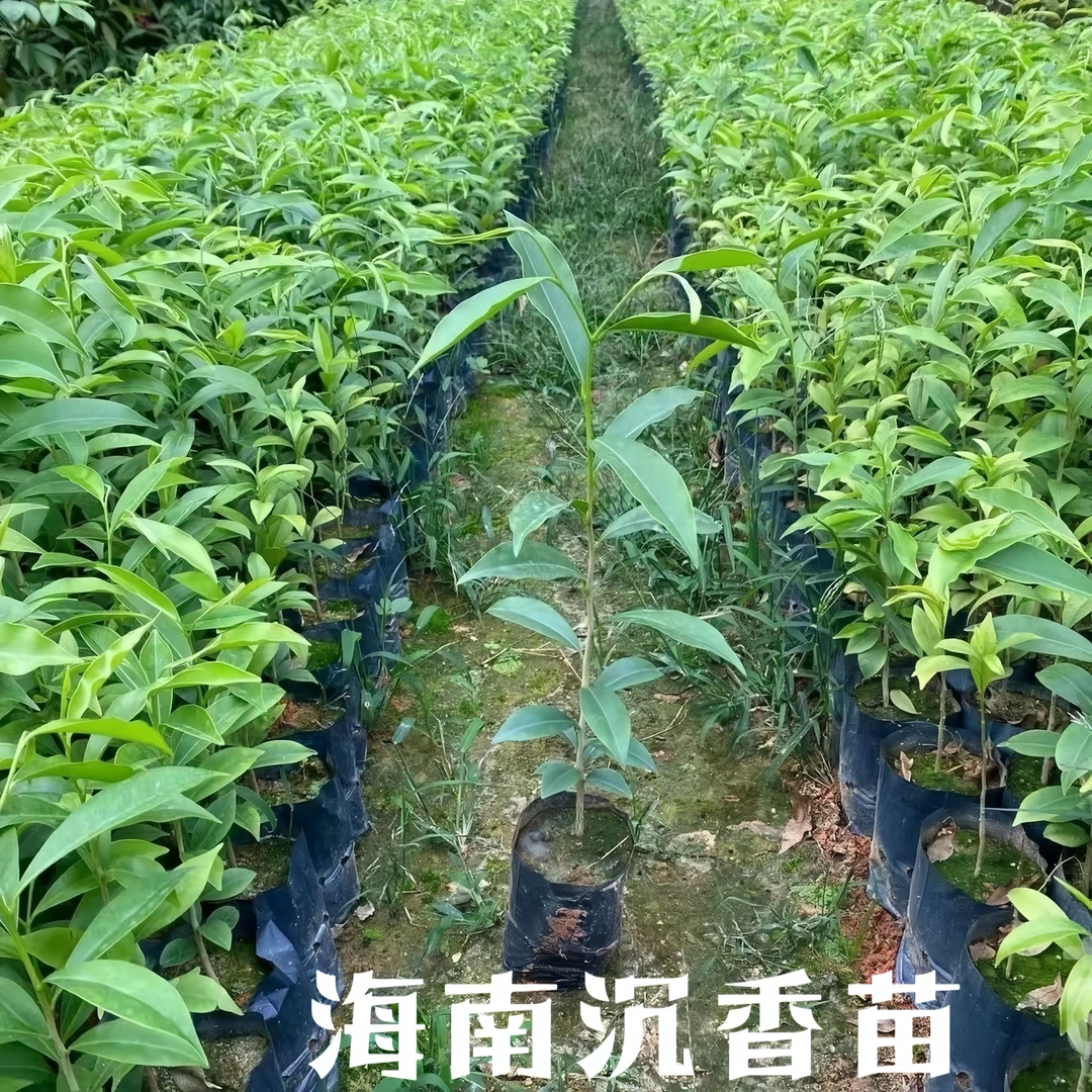 树苗庭院海南沉香树苗土沉香苗奇楠沉香树苗名贵树苗绿色量大批发