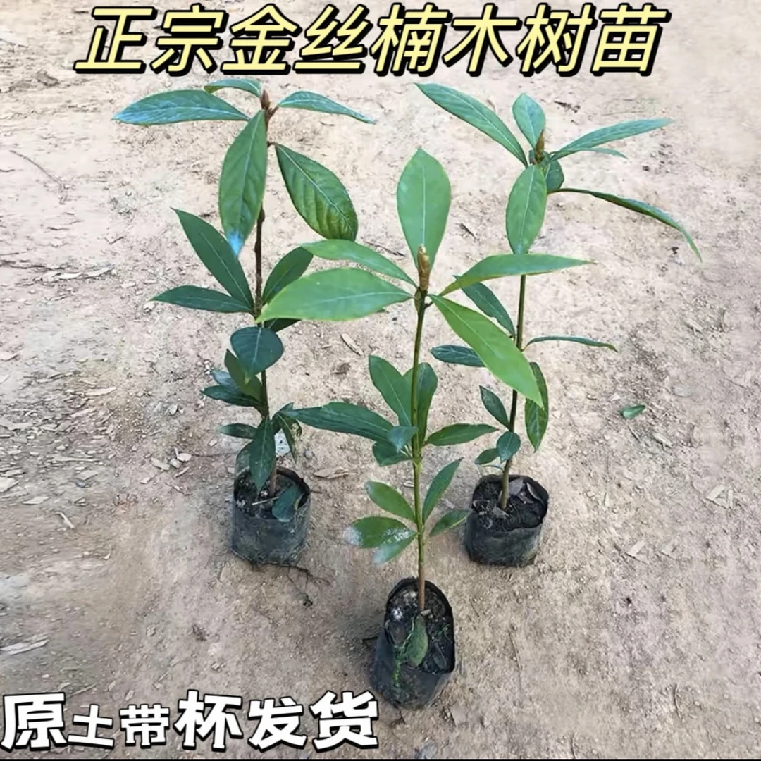 楠木金丝楠木树苗小叶桢楠名贵苗木常青不掉叶子花园绿植带土带土