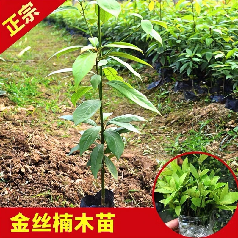 正宗金丝楠木树苗小叶桢楠栽培栽种植物植物春季盆栽修剪苗木苗木