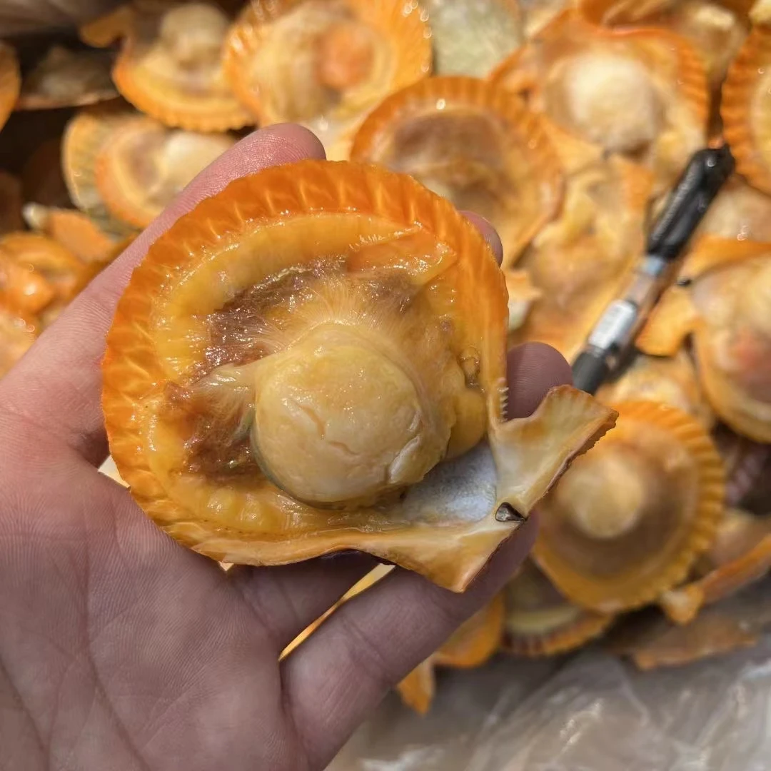 1箱黄金贝原味约100个新鲜鲜活冷冻半壳带壳黄扇贝蒜蓉烧烤海鲜