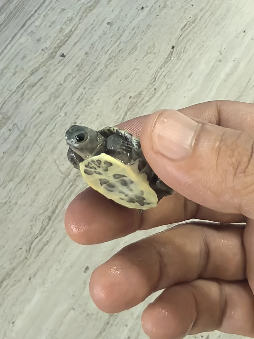 变异巴西龟直播用链接