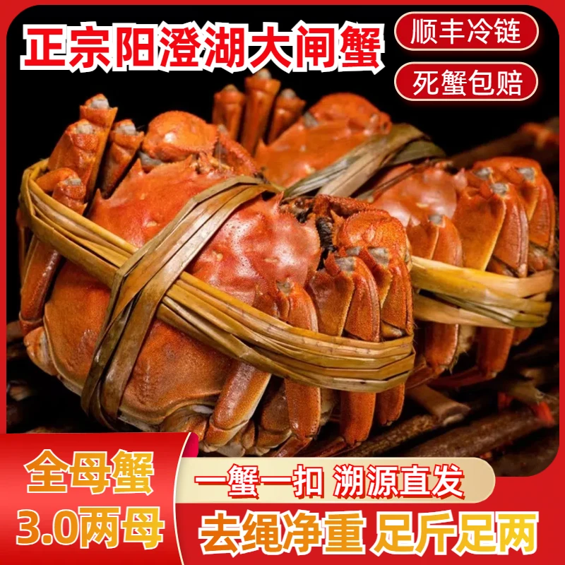 【阳澄湖大闸蟹】活蟹全母蟹3.0两8只苏丰韵螃蟹礼盒装塘养顺丰S