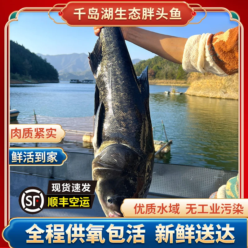 【活鱼到家】千岛湖胖头鱼20-35斤/1条原生态鲢鳙新鲜顺丰鲜活营养