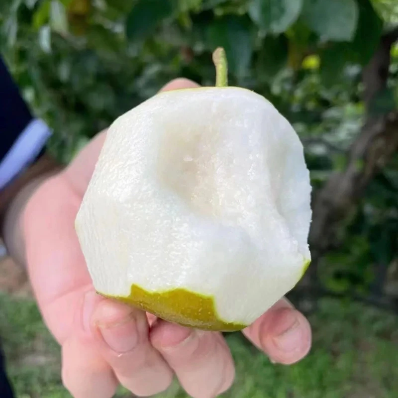 【上海当天件】正宗崇明本地蜜梨当地采摘当天发货脆甜爽口细腻无渣