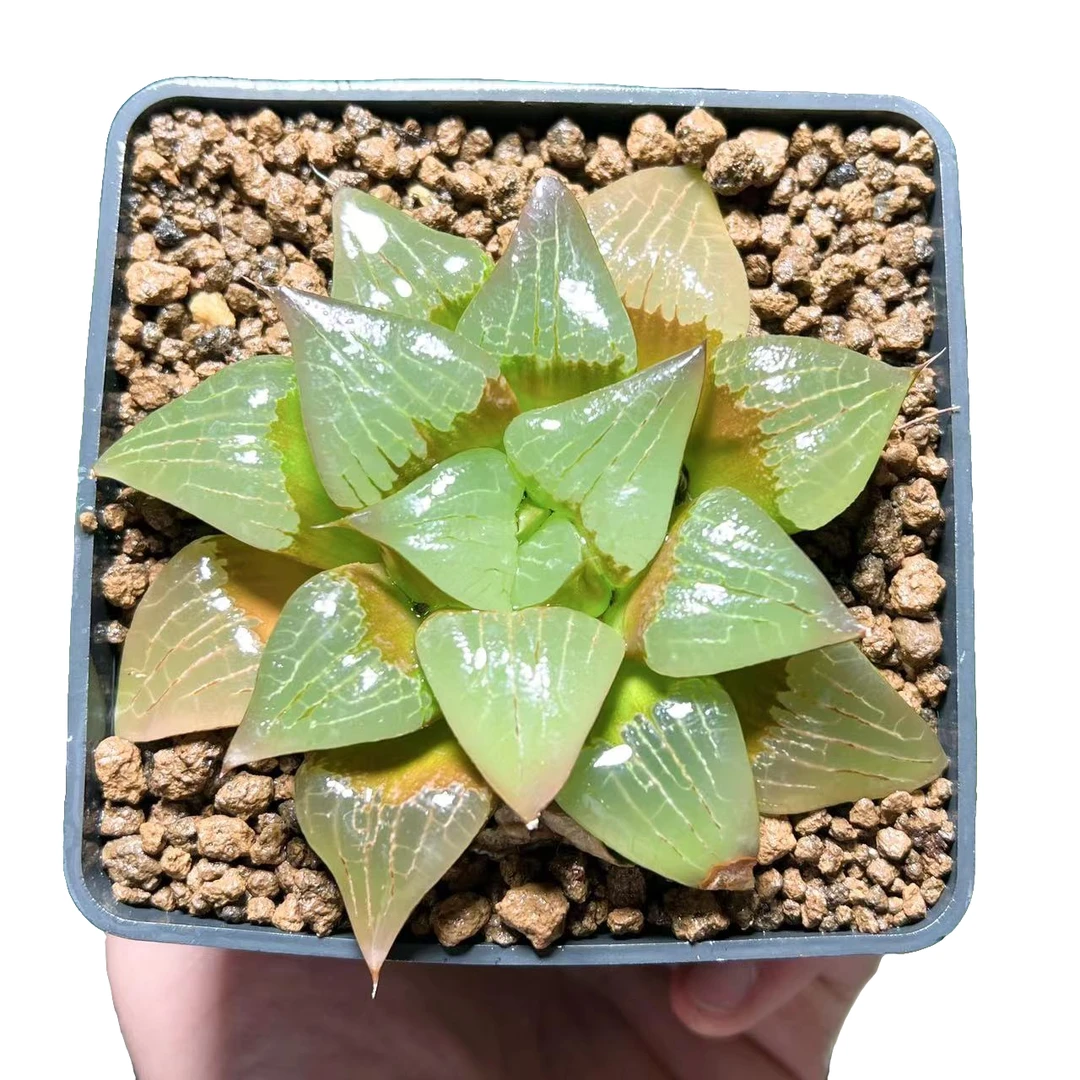 【大号阿寒湖】十二卷新手好养多肉植物根系带土原盆栽培种植拍下发