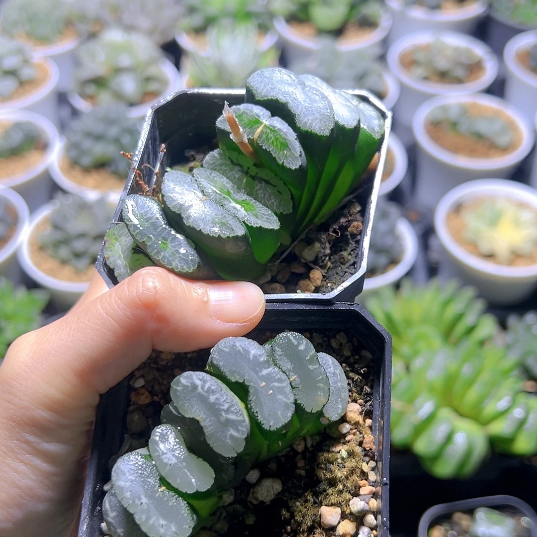电影玉扇   白线玉扇