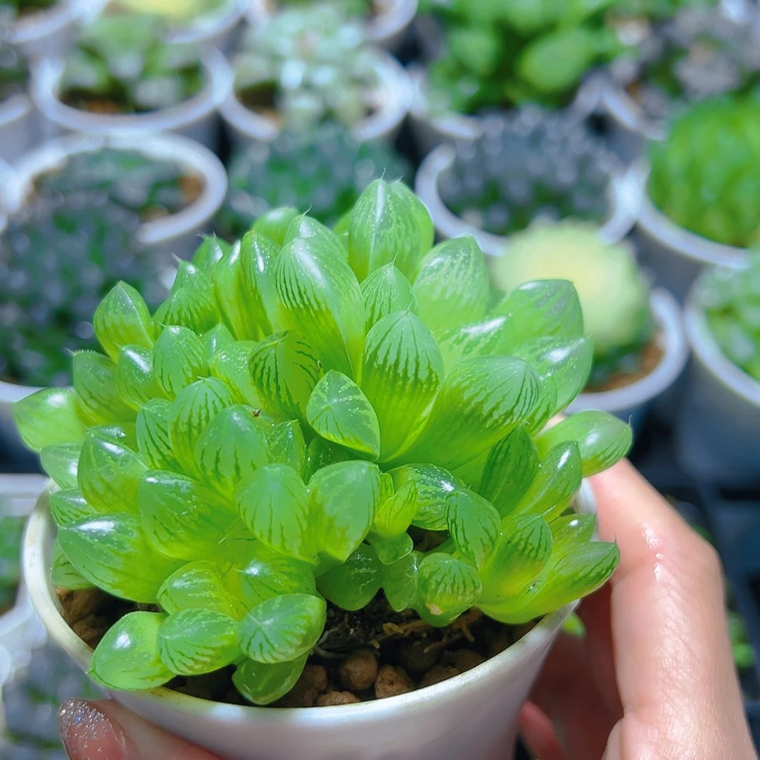 雪花群多肉多肉多肉