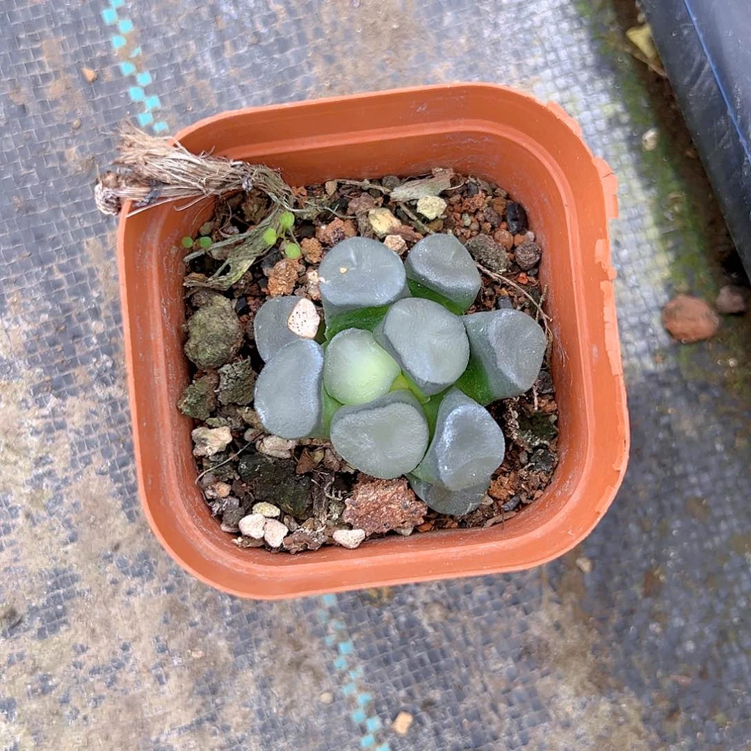 空门万象多肉多肉