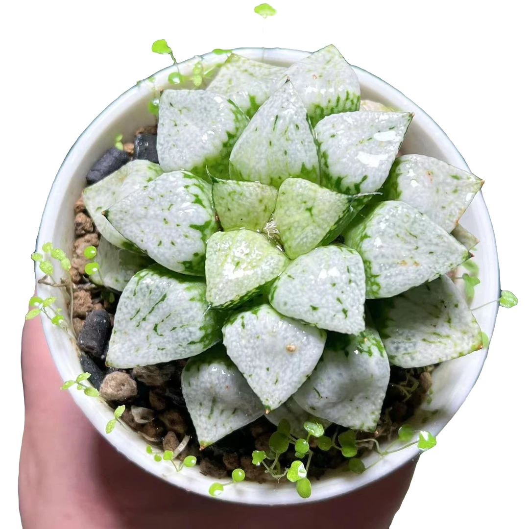 【潘多拉魔盒】十二卷新手好养多肉植物根系带土原盆栽培种植拍下发