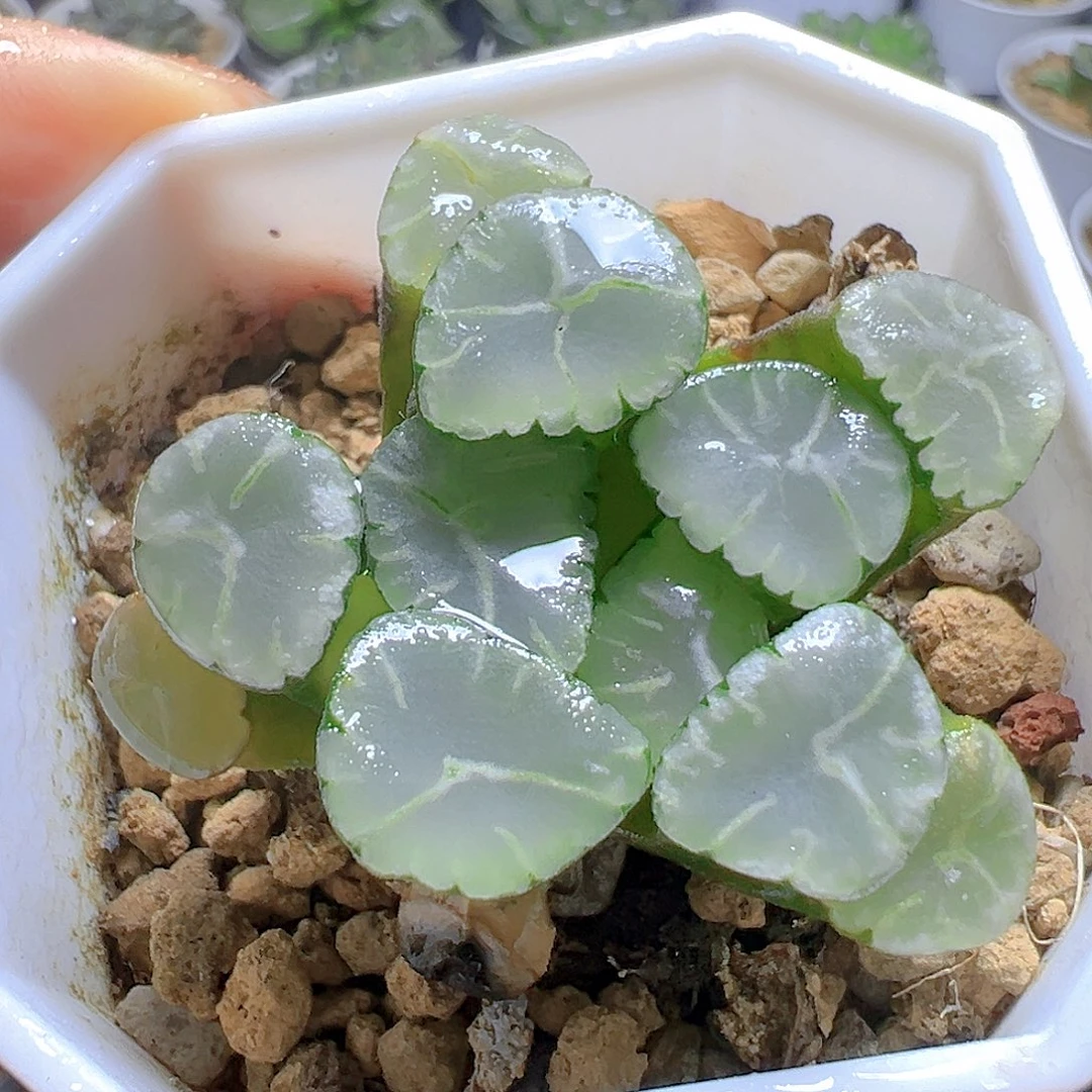 天照万象多肉多肉1