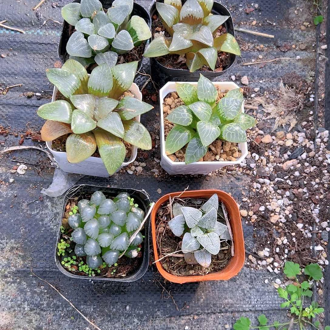 套餐玉露多肉多肉21