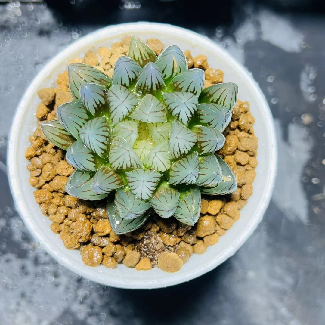 黑姬玉露十二卷新手好养多肉植物根系带土原盆栽培种植拍下发