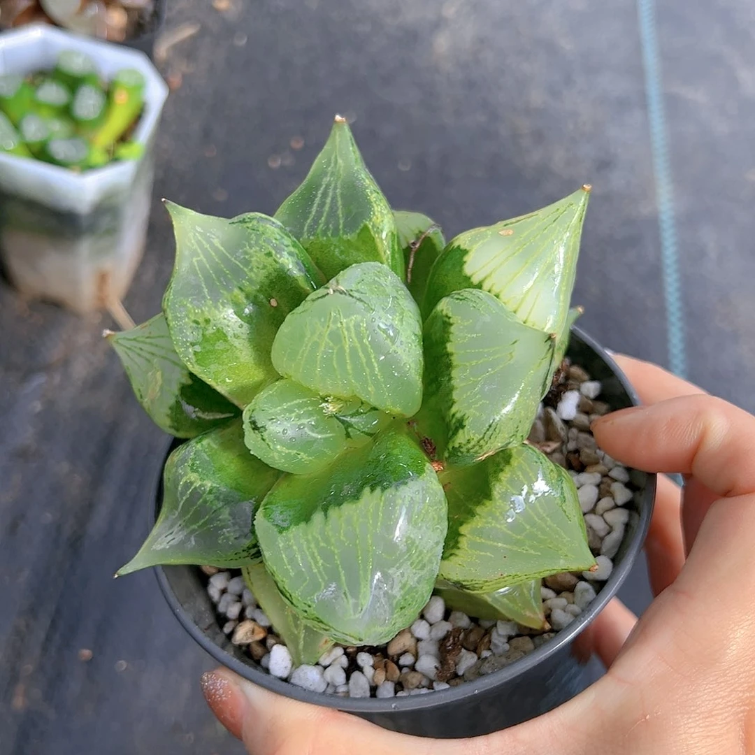 裹班若玉露多肉多肉万象盆1