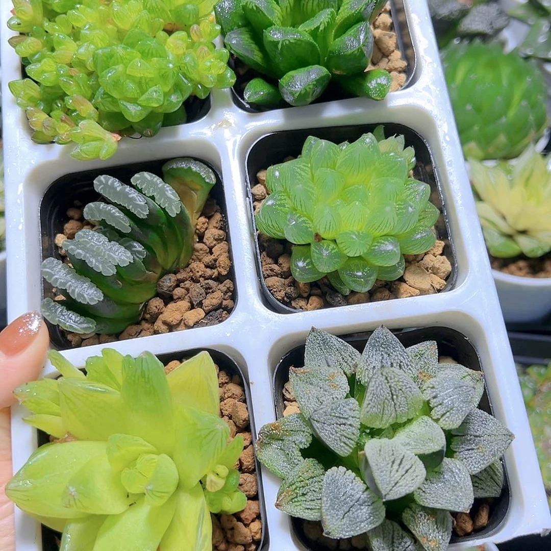 新人套餐玉露多肉01