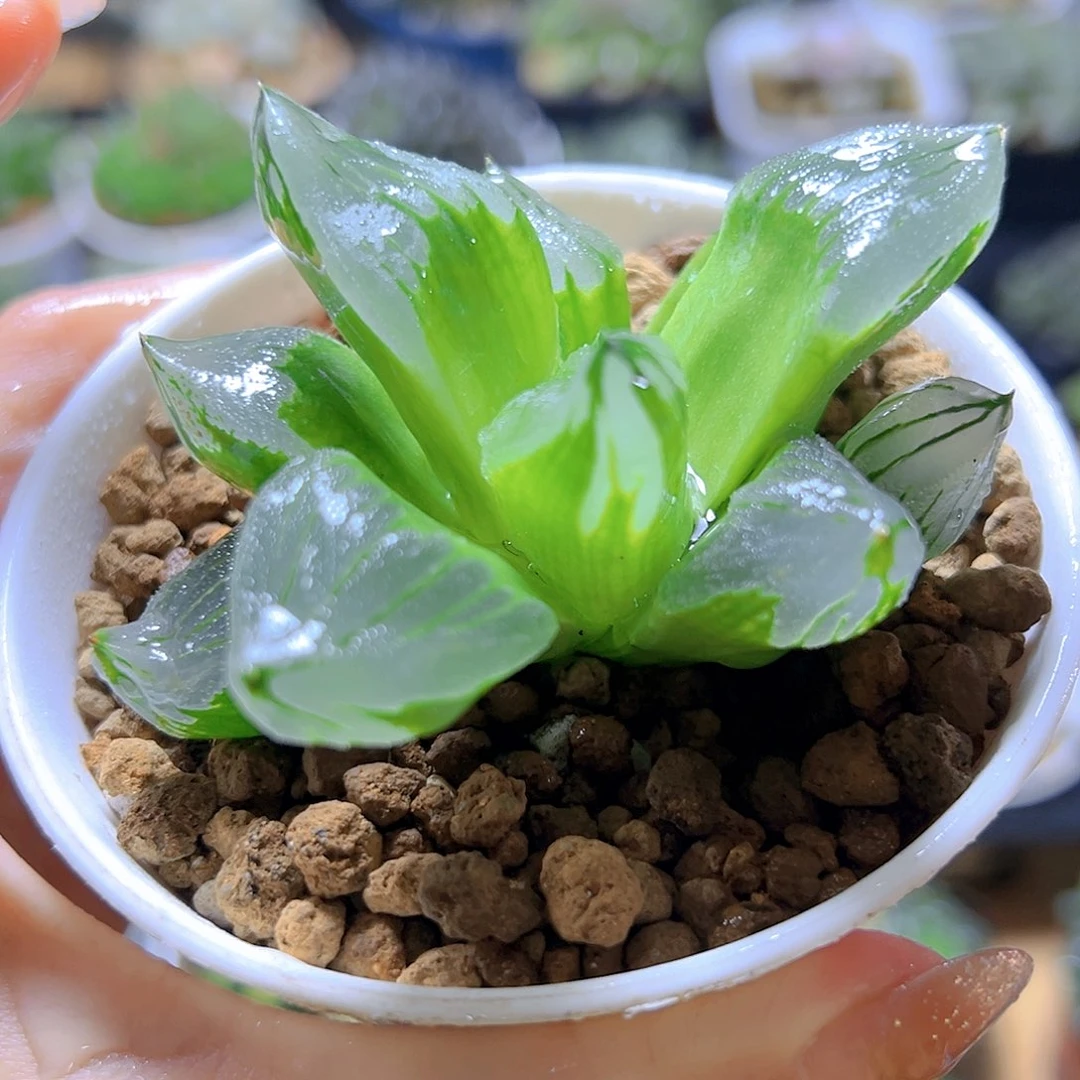 冰城寿多肉多肉多肉万象盆