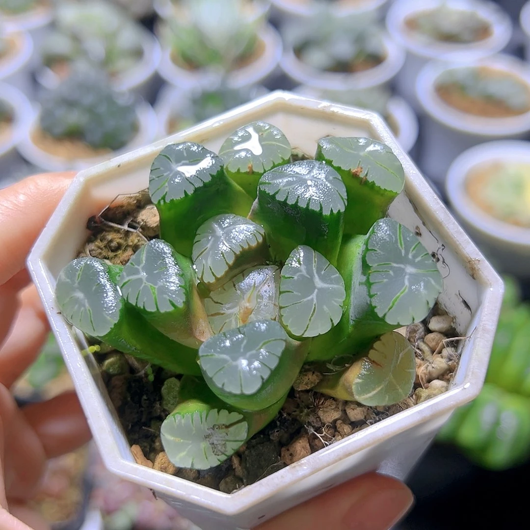 紫万象多肉多肉多肉