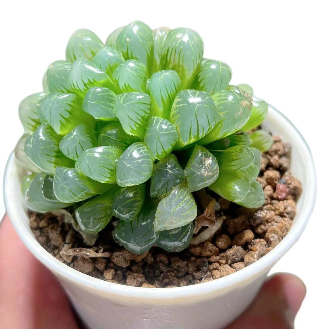 【孙氏冰灯】十二卷新手好养多肉植物根系带土原盆栽培种植拍下发