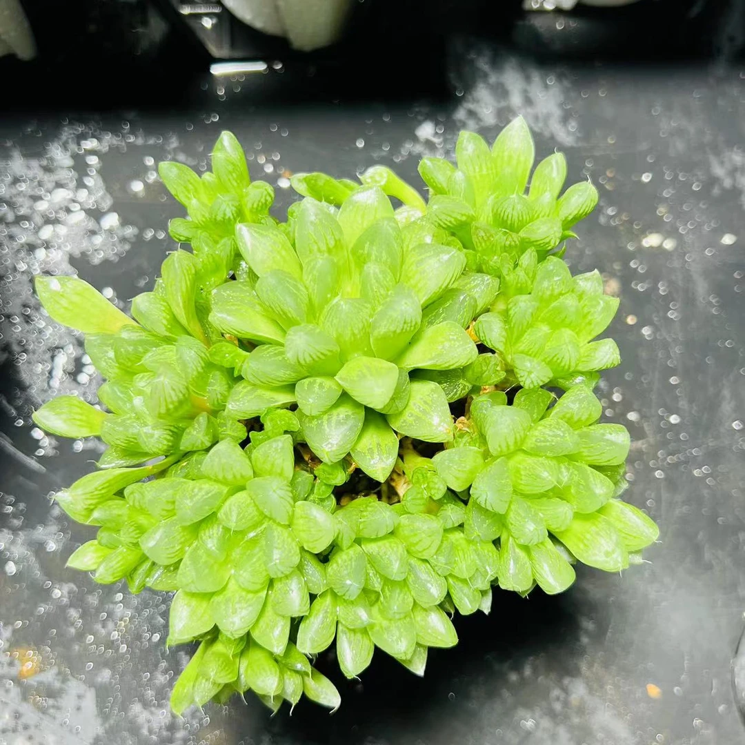 雪花玉露群十二卷多肉植物根系带土原盆栽培种植拍下发 56/60