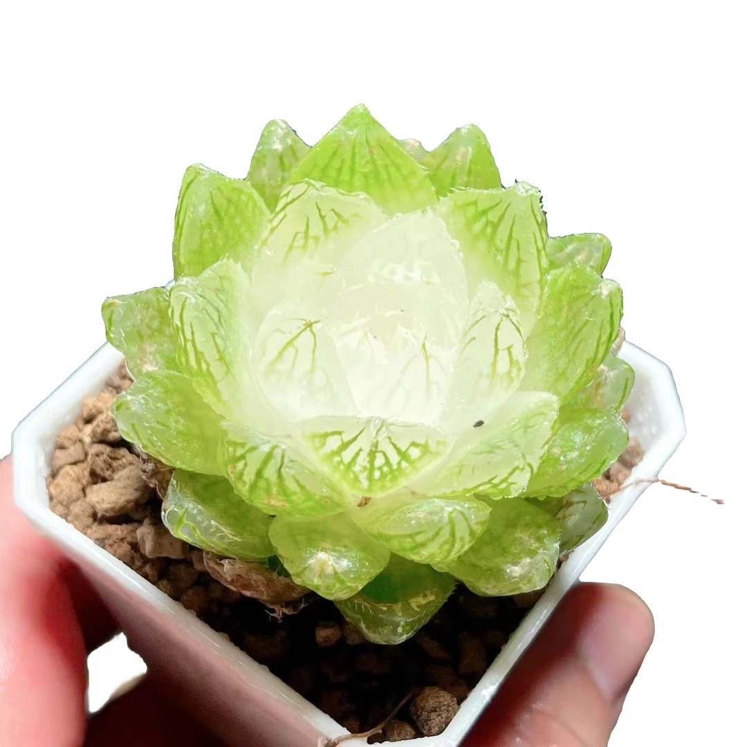 【宝莲灯1】十二卷新手好养多肉植物根系带土原盆栽培种植拍下发