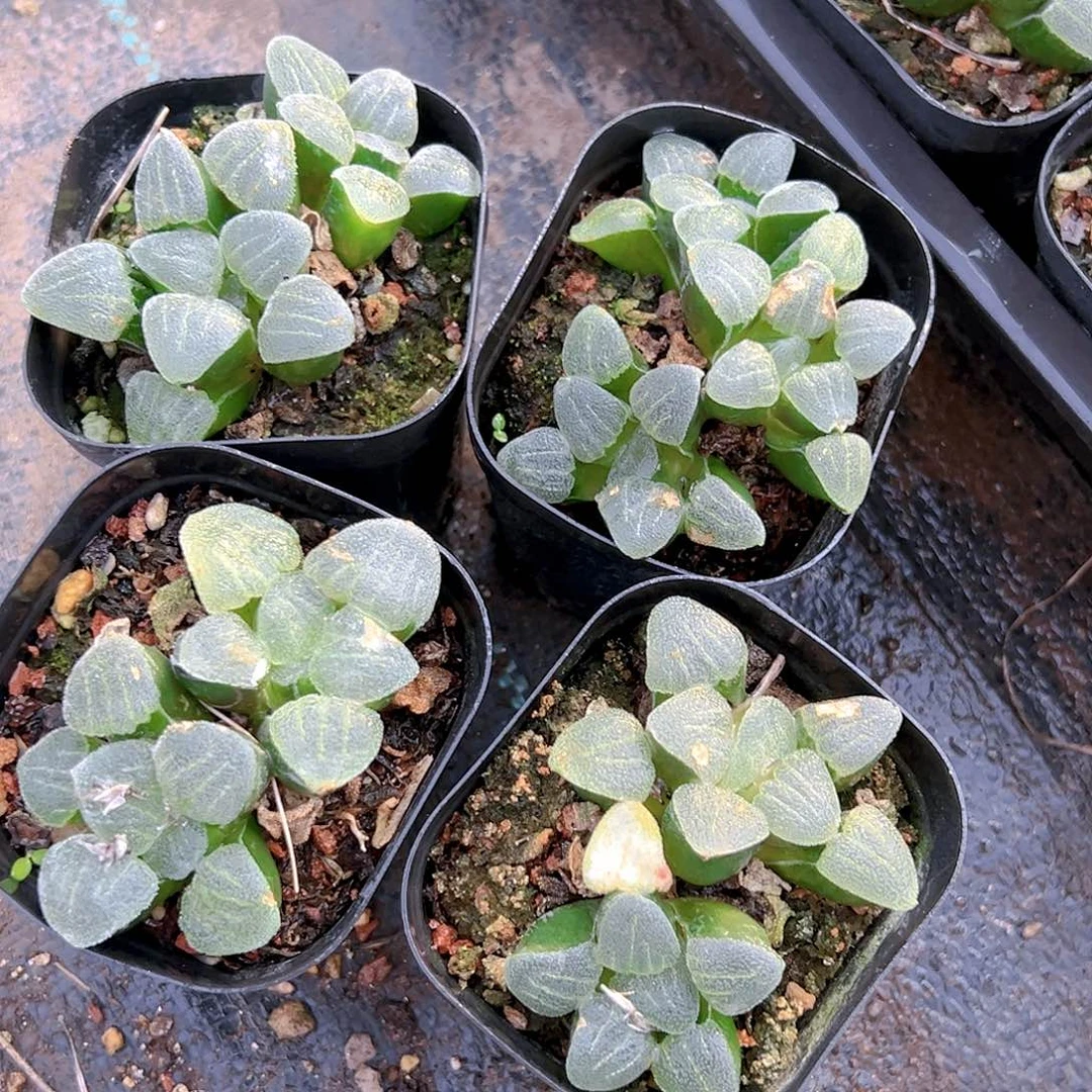 多头青瓷玉露多肉一颗