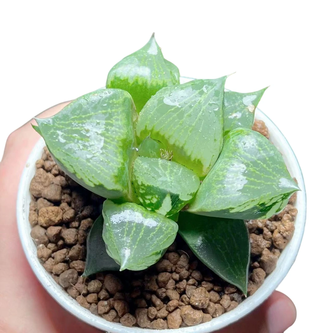 【裹班若】十二卷新手好养多肉植物根系带土原盆栽培种植拍下发