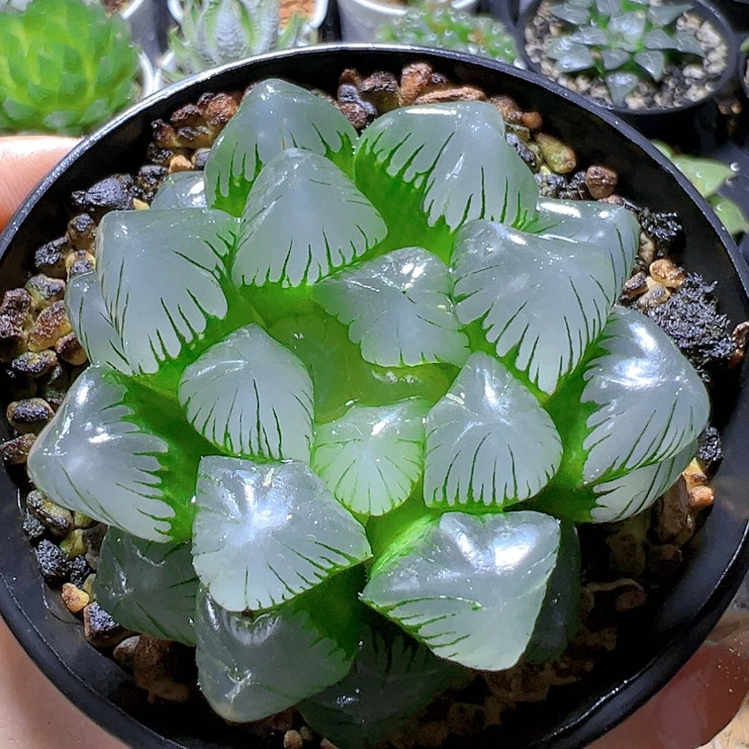 翡翠玉露多肉多肉多肉2