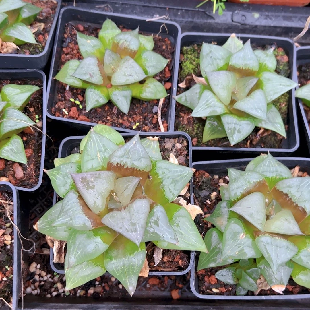 啊寒湖母本玉露多肉一颗