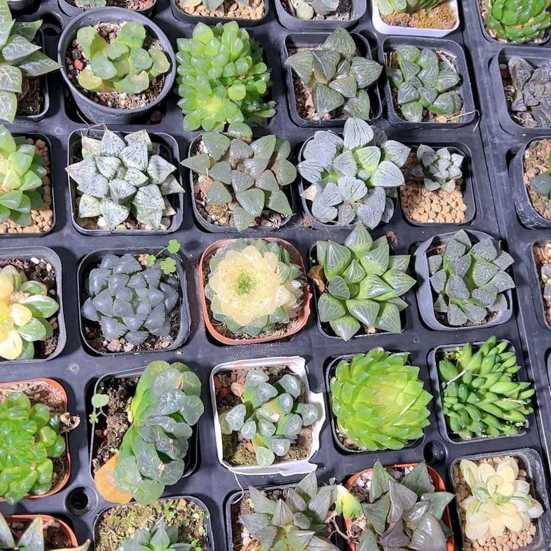 10套餐玉露多肉多肉