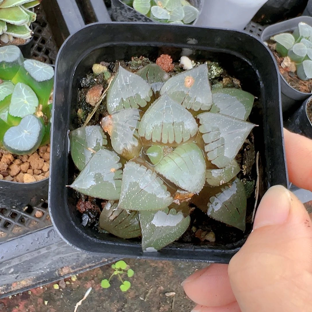 日月潭玉露多肉多肉一颗