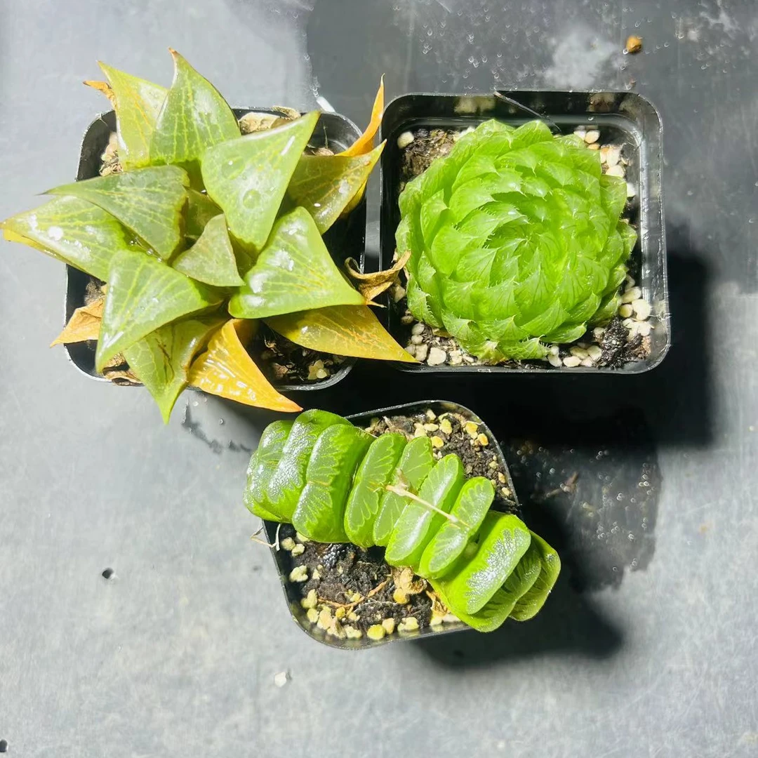 绿玉扇+樱水晶+康平寿多肉植物根系带土原盆栽培种植拍下发