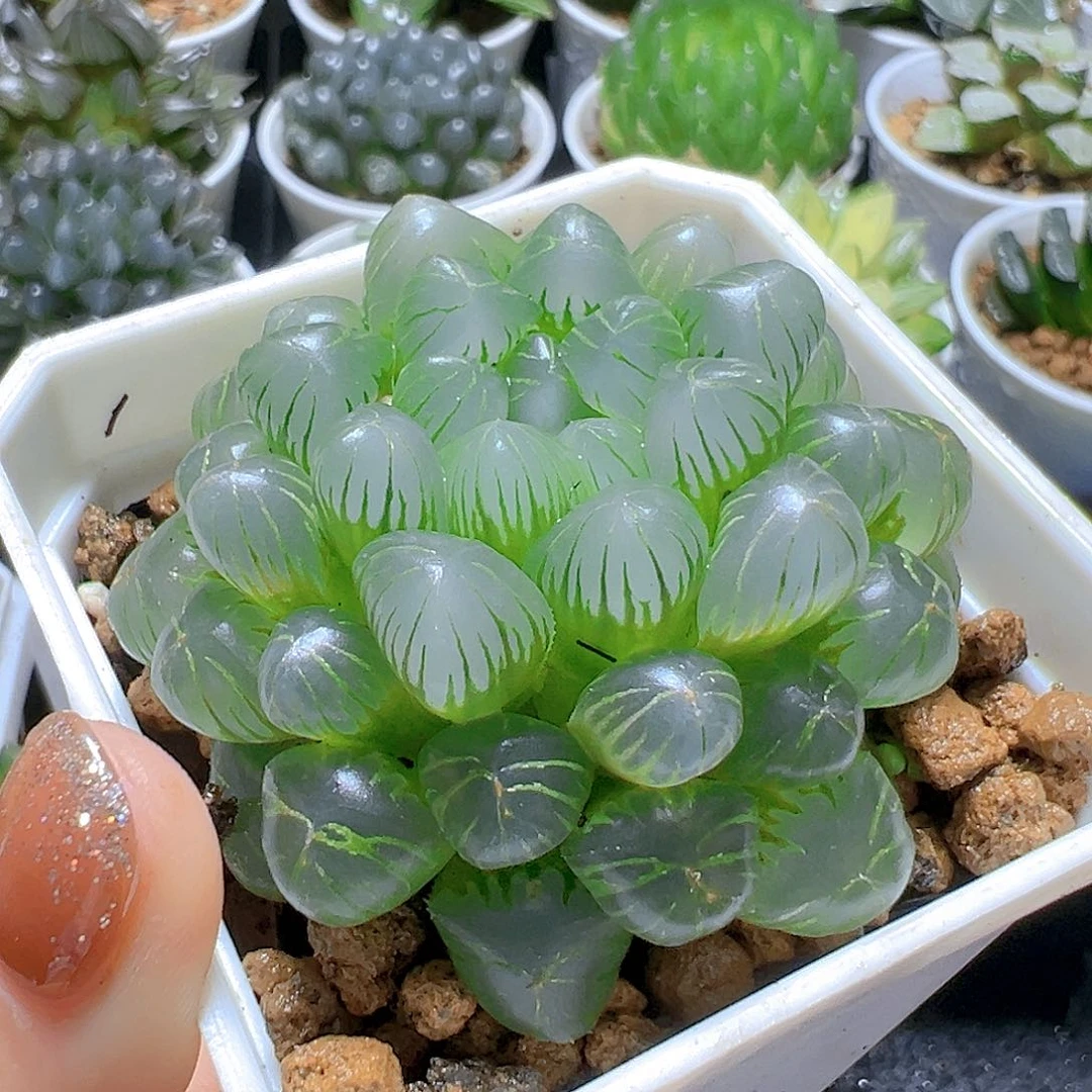 糯肌玉露多肉多肉多肉