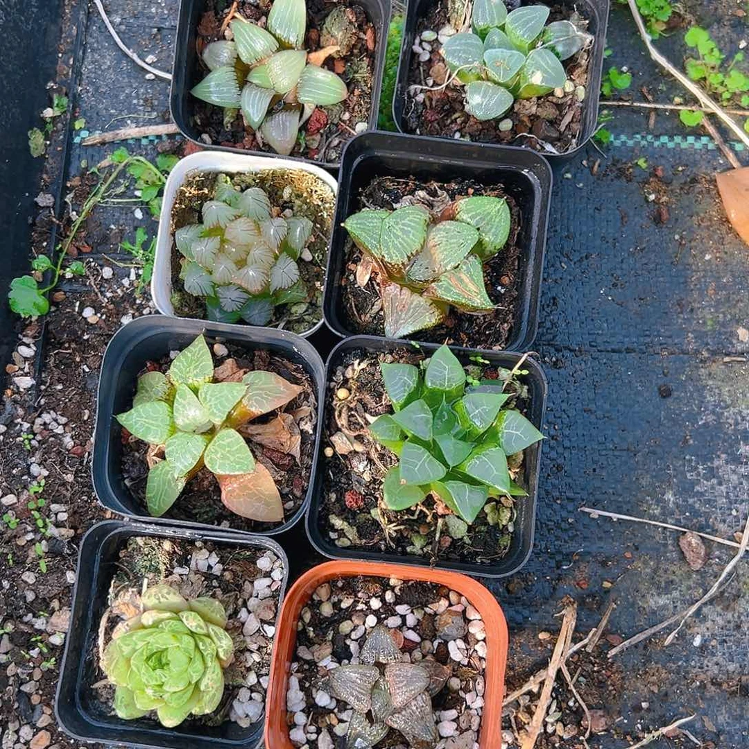 套餐玉露多肉多肉多肉3