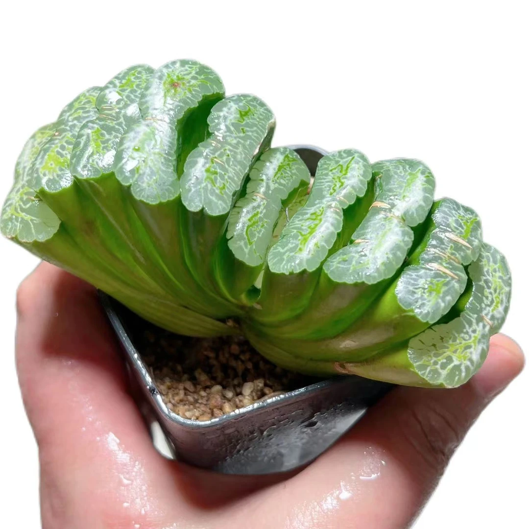 【长乐玉扇】十二卷新手好养多肉植物根系带土原盆栽培种植拍下发