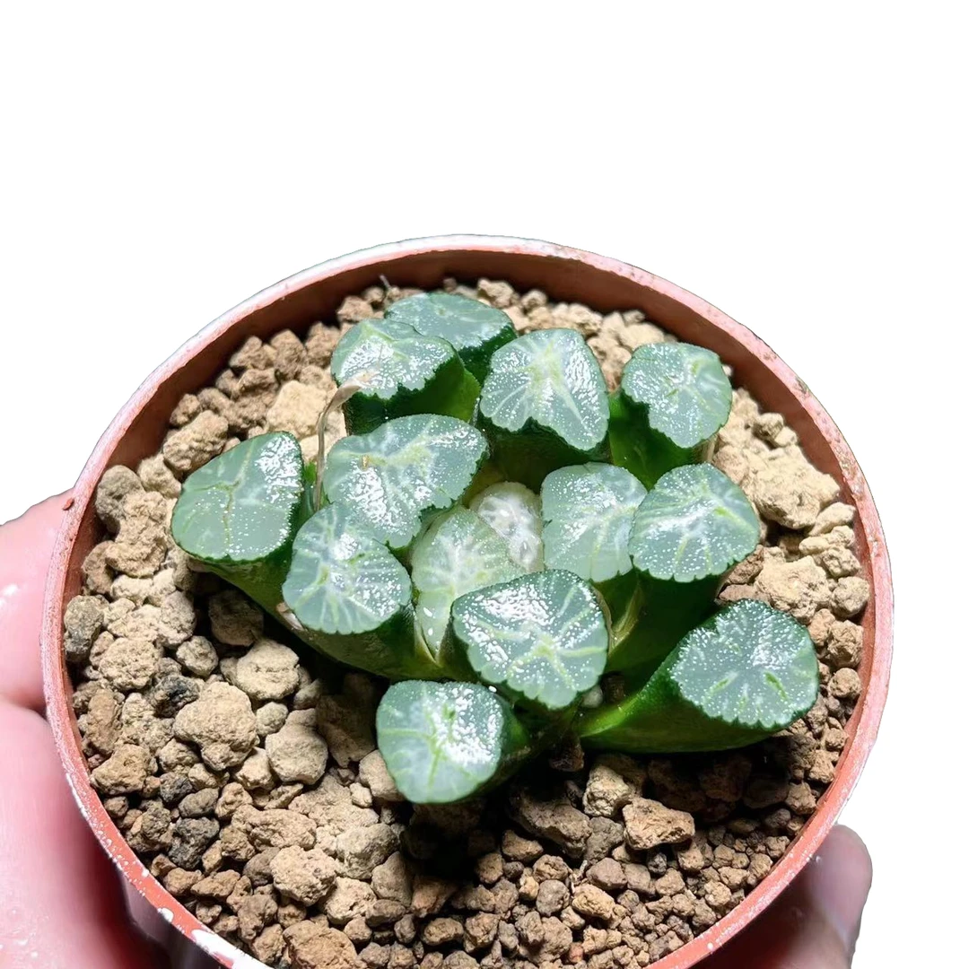 【火烧云万象】十二卷新手好养多肉植物根系带土原盆栽培种植拍下发