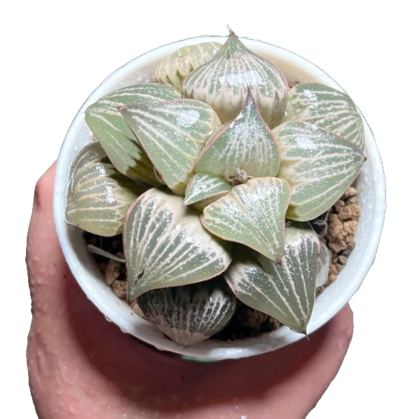Love青蟹十二卷新手好养多肉植物根系带土原盆栽培种植拍下发货
