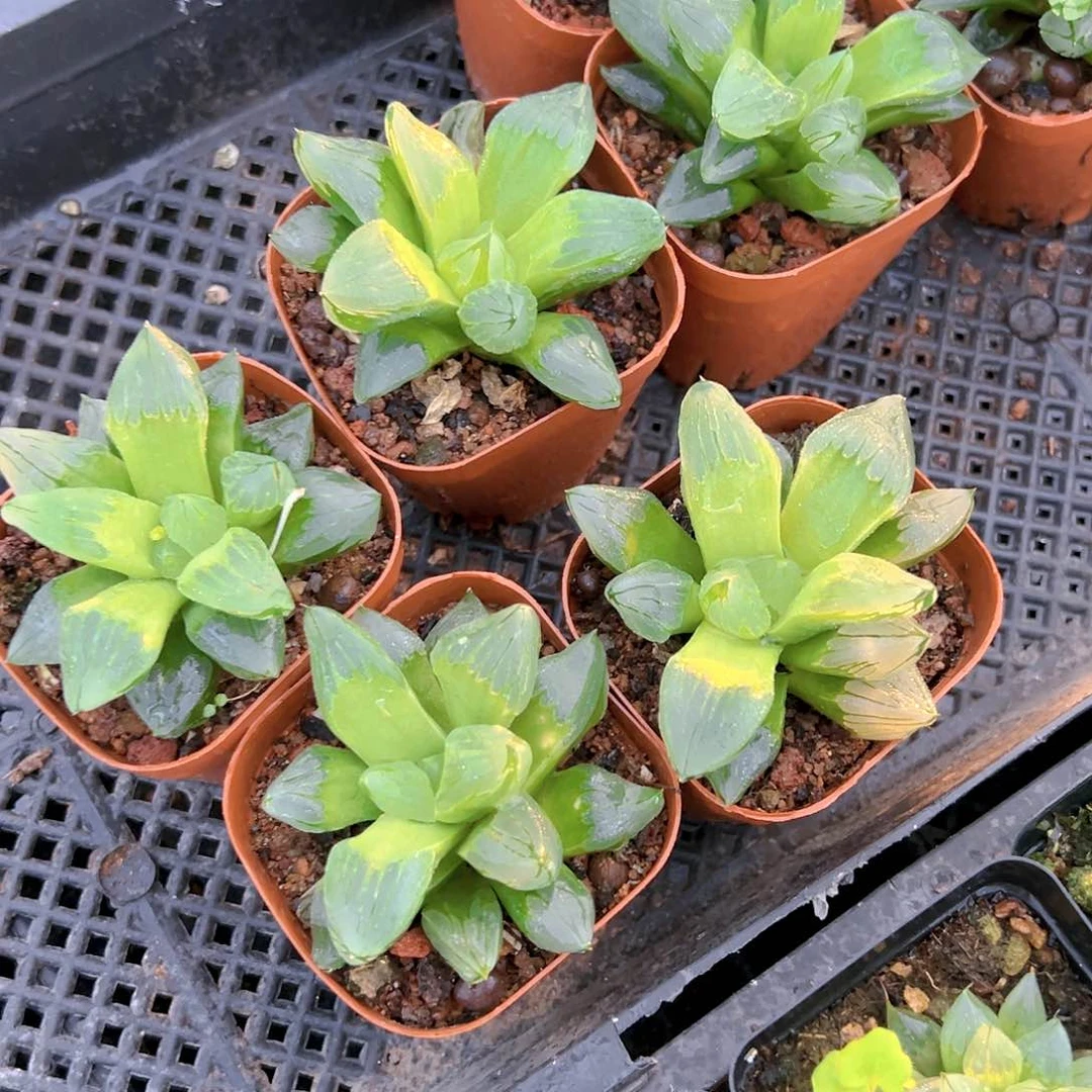 冰城寿玉露多肉一颗