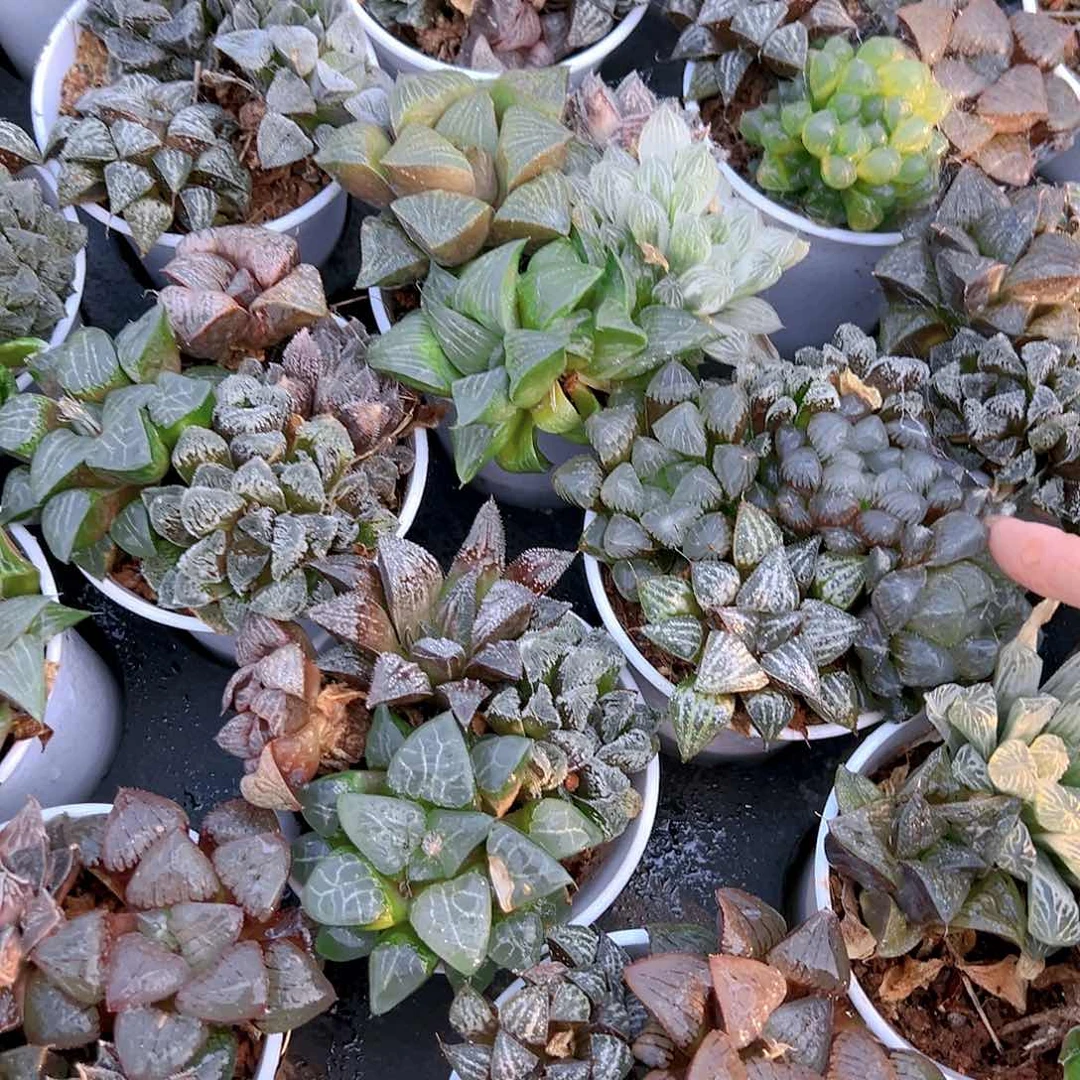 万象盆拼盘玉露多肉一颗