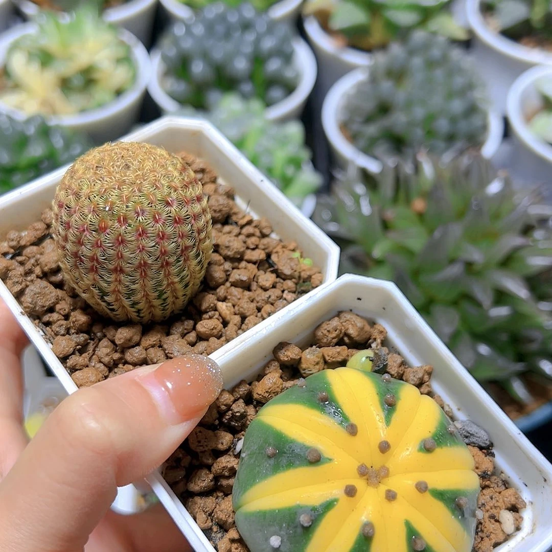 星兜锦+红太阳仙人球