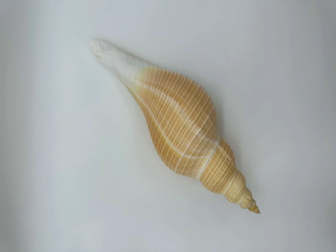 蝾螺铅螺马丁 天然海螺